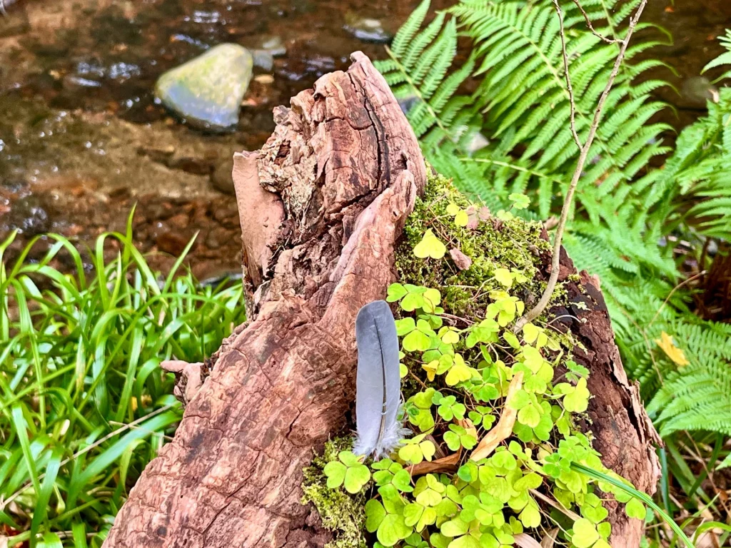 Eine graue Vogelfeder steckt aufrecht in einem bemoosten, alten Baumstamm, umgeben von kleinen grünen Kleeblättern.