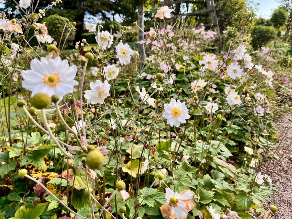 Nahaufnahme von weißen Herbstanemonen mit gelber Mitte in einem üppigen Gartenbeet. Im Hintergrund sind weitere Blumen und eine Leiter an einem Baum erkennbar.