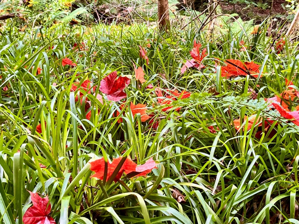 Leuchtend rote Ahornblätter liegen verstreut im dichten, grünen Gras des Fairy Glen Waldviertels.