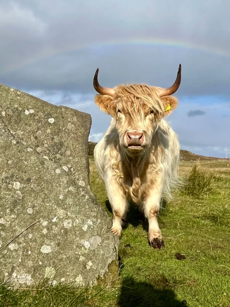 Frontalaufnahme eines hellbeigen schottischen Hochlandrindes mit langen Hörnern, das direkt in die Kamera blickt. Das Tier steht neben einem großen, bemoosten Steinblock. Über dem Rind wölbt sich ein zarter Regenbogen vor einem dramatischen, graublauen Wolkenhimmel.