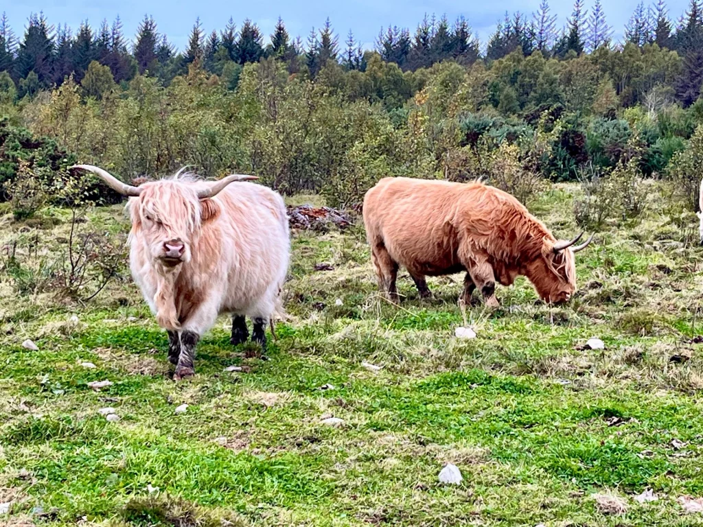 Zwei zottelige Highland-Rinder mit langen Hörnern auf einer Weide. Ein hellbeige-farbenes Rind blickt in die Kamera, während ein rötlich-braunes Rind im Hintergrund grast.