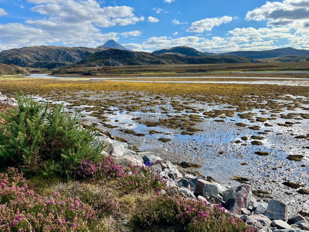 Blick über blühende, lila Heide und braunen Seetang an der zerklüfteten Küstenlinie von Sutherland bei Ebbe.