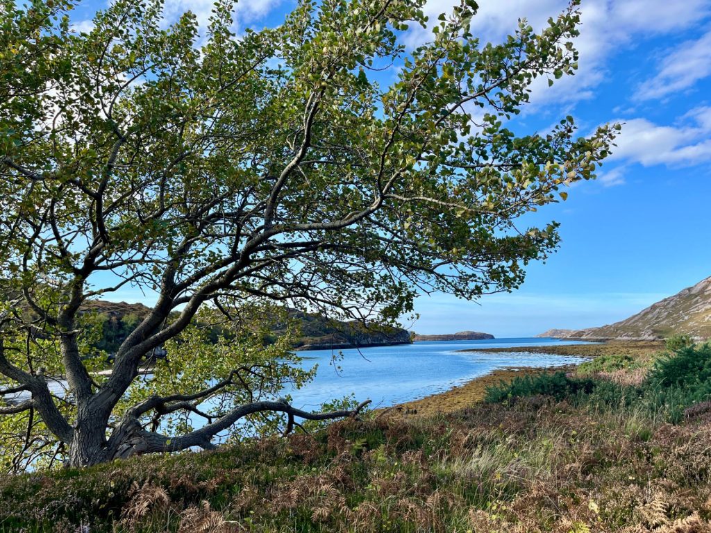 Die Perspektive aus dem Cockpit des Campers auf einen markanten, einzelnen Baum am Ufer eines tiefblauen Meeresarms unter strahlendem Himmel.