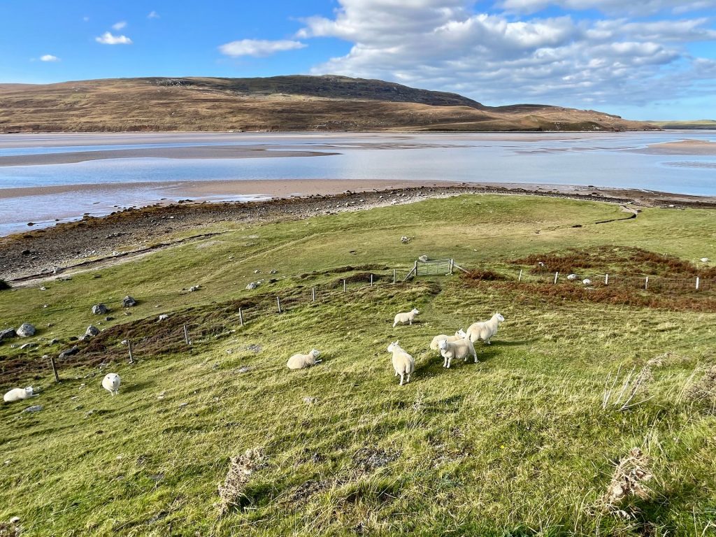 Eine Gruppe weißer Schafe weidet auf einem grünen Grashang. Im Hintergrund ist ein ruhiger Meeresarm oder See (Loch) zu sehen, der von flachen, kargen Hügeln gesäumt wird.