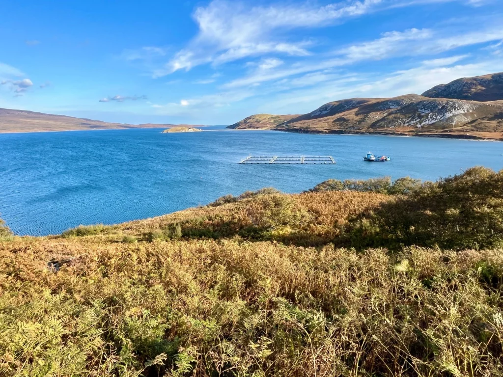 Weitläufige Landschaftsaufnahme von Loch Eriboll in Schottland unter einem strahlend blauen Himmel mit feinen Schleierwolken. Im tiefblauen Wasser des Meeresarms ist eine rechteckige Fischzuchtanlage (Aquakultur) mit einem kleinen blauen Arbeitsschiff zu sehen. Der Vordergrund wird von herbstlich goldenem Farn und Sträuchern eingenommen, während im Hintergrund die kahlen, rauen Berge der Northwest Highlands unter Sonnenlicht emporragen.