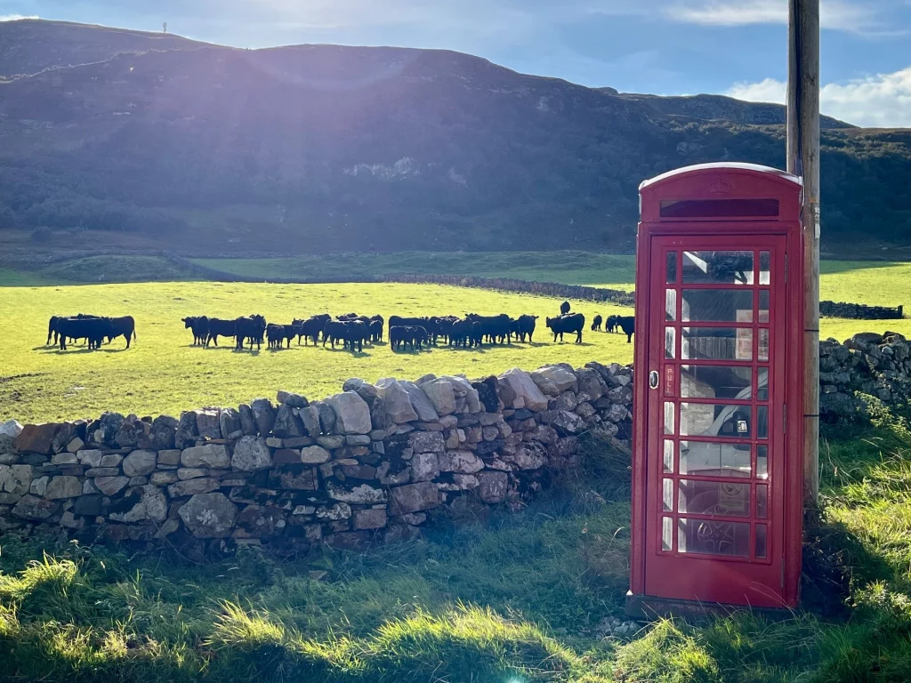 Klassische rote britische Telefonzelle vor einer Steinmauer mit einer Herde schwarzer Rinder auf einer grünen Wiese am Loch Eriboll, schottische Highlands.