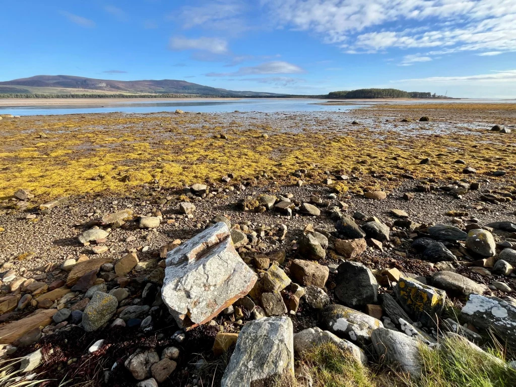 Weite Küstenlandschaft am Loch Fleet mit goldbraunen Algen auf den Steinen bei Niedrigwasser und Bergen im Hintergrund.