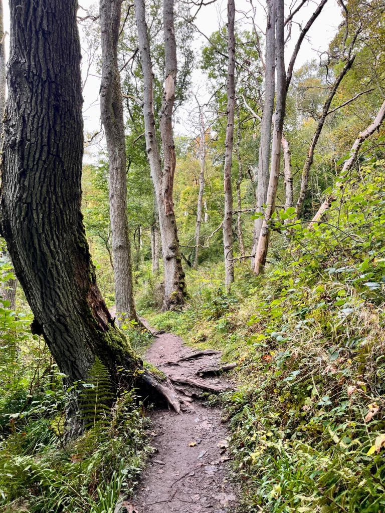 Ein schmaler Wanderpfad führt zwischen hohen, alten Baumstämmen hindurch in einen dichten, grünen Mischwald.