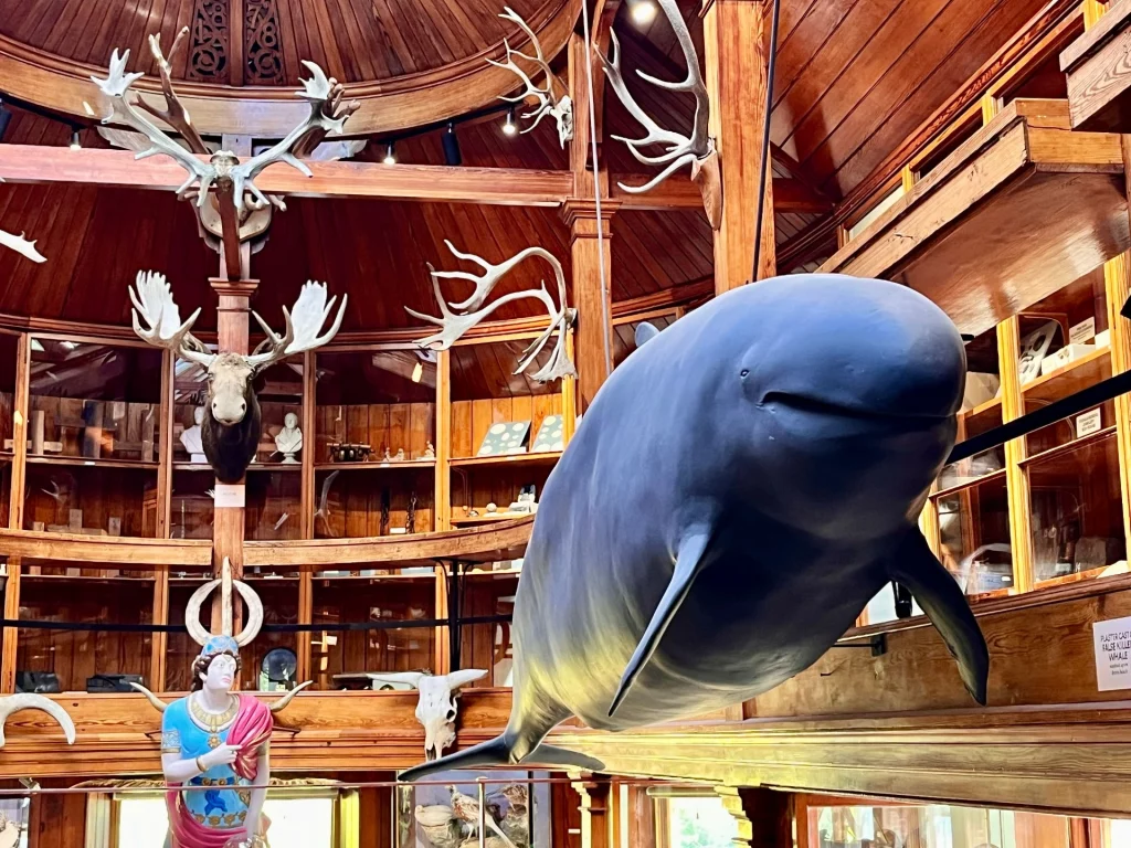 lick in einen runden, holzgetäfelten Kuppelsaal mit zahlreichen an den Wänden montierten Hirschgeweihen und einem großen, von der Decke hängenden Modell eines dunklen Wals.