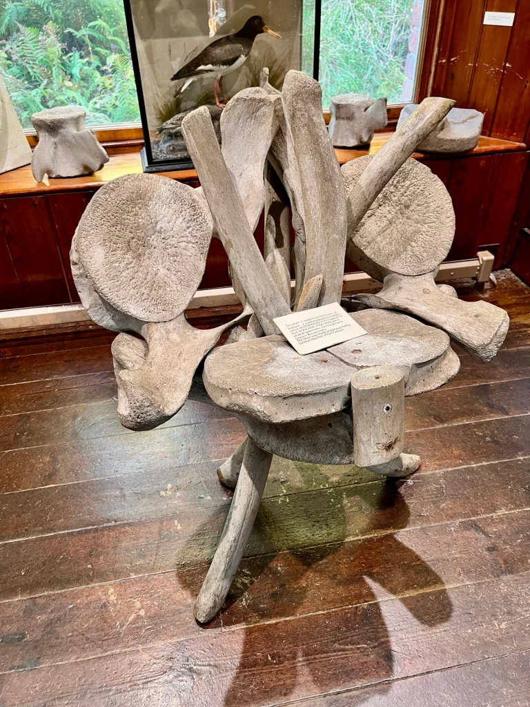 Ein außergewöhnlicher Stuhl, der im Museum aus massiven, gebleichten Wirbelknochen eines Wals gefertigt wurde, platziert auf einem alten Holzboden.