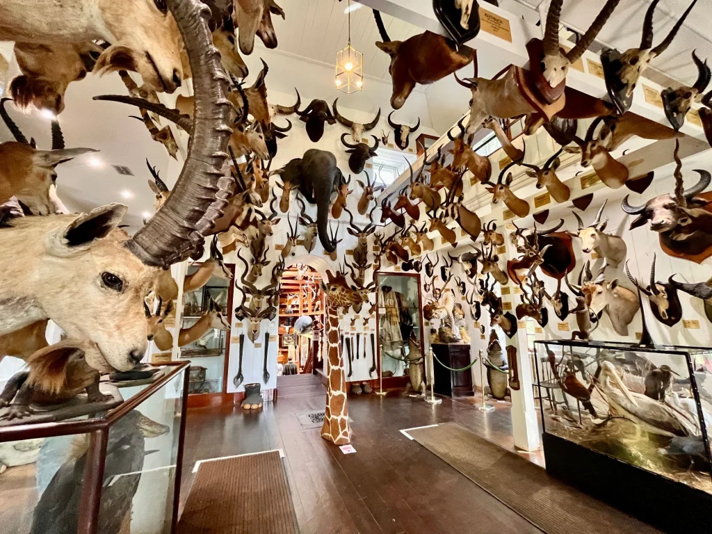 Ein weitläufiger Museumsraum mit hellen Wänden, der dicht mit Tierpräparaten und Trophäen behängt ist, darunter Köpfe von Antilopen, ein Elefantenkopf und eine Giraffenskulptur im Flur.