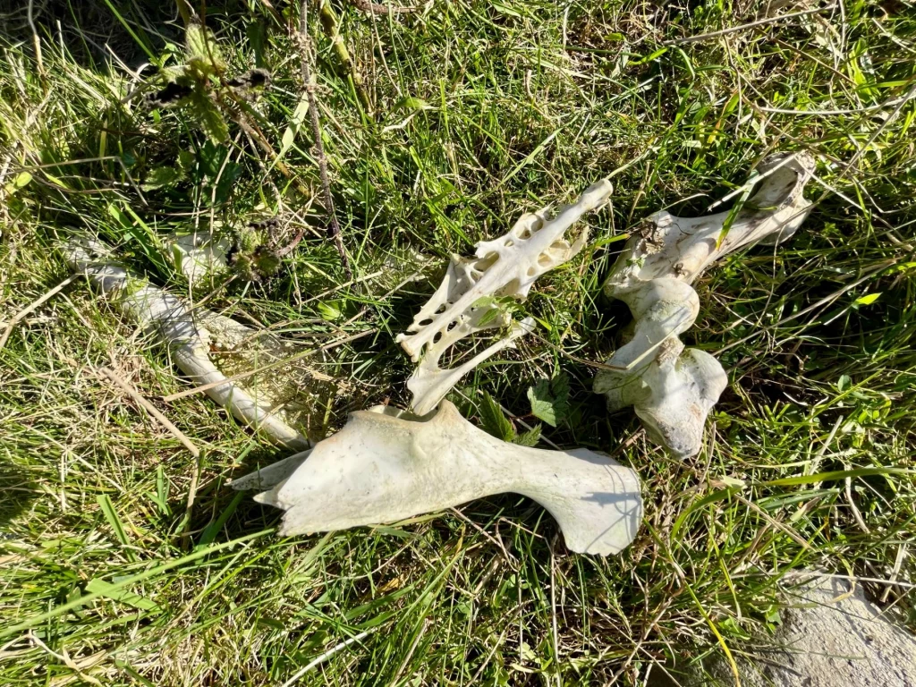 Mehrere ausgebleichte Tierknochen, darunter ein Beckenknochen und Wirbel, liegen verlassen im hohen, grünen Gras.