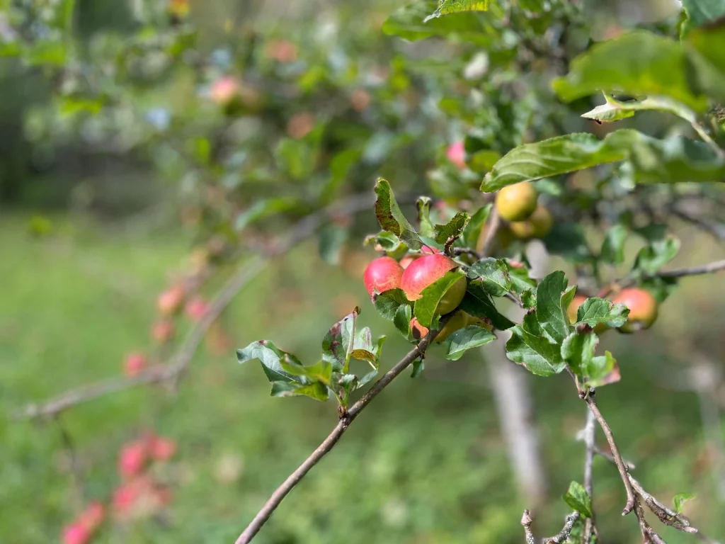 Nahaufnahme von kleinen, rötlichen Äpfeln, die an einem Ast in einem schottischen Garten hängen.