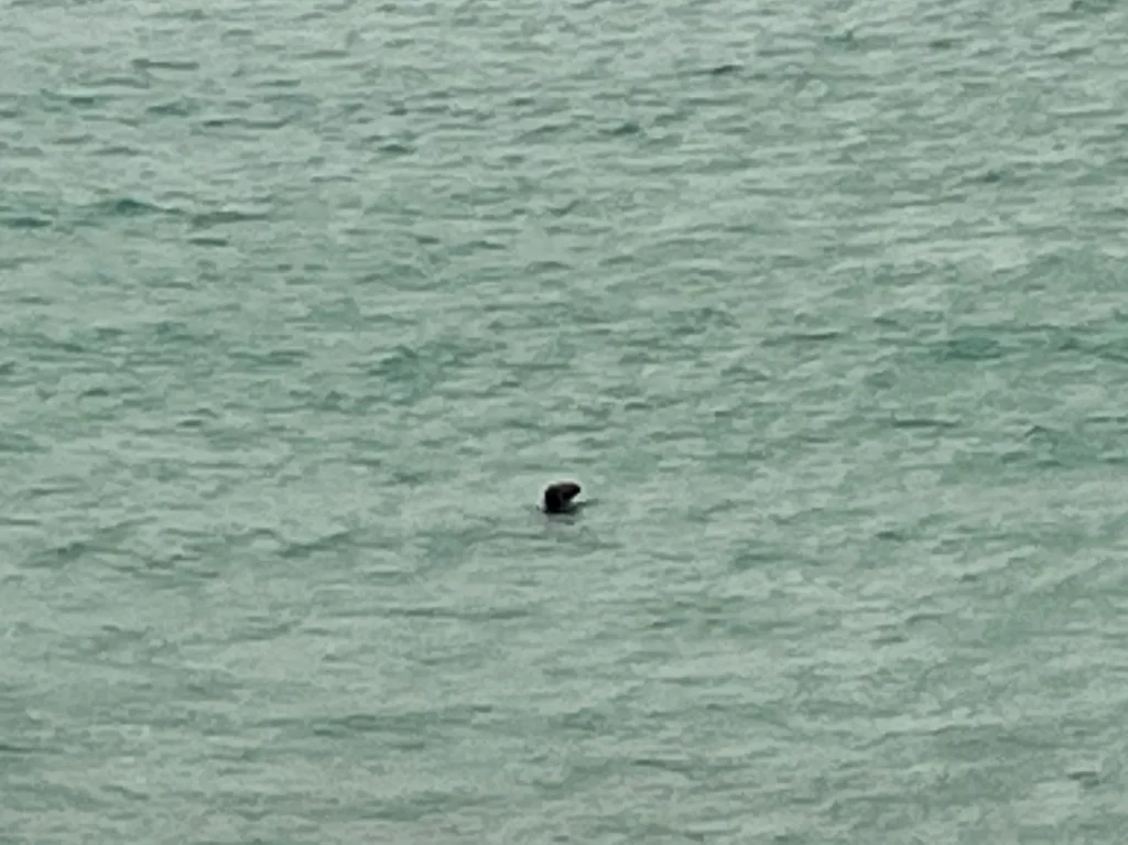 Fernaufnahme einer kleinen, dunklen Robbe, deren Kopf neugierig aus dem leicht unruhigen, grünlichen Meerwasser in einer Bucht bei Eoropaidh ragt.