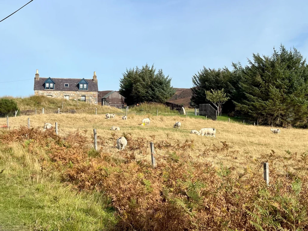 Eine idyllische ländliche Szene mit einem zweistöckigen Steinhaus mit blauen Dachgauben auf einem Hügel. Im Vordergrund grasen mehrere weiße Schafe auf einer trockenen, goldgelben Weide, die von einem einfachen Holzzaun und Farnen begrenzt wird. Dunkle Nadelbäume stehen neben dem Haus unter einem klaren, hellblauen Himmel.