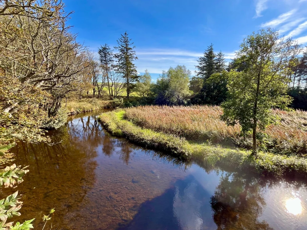 Eine sonnige Naturaufnahme eines ruhig fließenden, dunklen Flusses, der sich in einer Kurve durch eine herbstliche Landschaft schlängelt. Am Ufer wachsen hohes, rötlich-braunes Gras und verschiedene Laub- und Nadelbäume unter einem strahlend blauen Himmel mit feinen Schleierwolken. Die Sonne spiegelt sich glänzend auf der Wasseroberfläche.