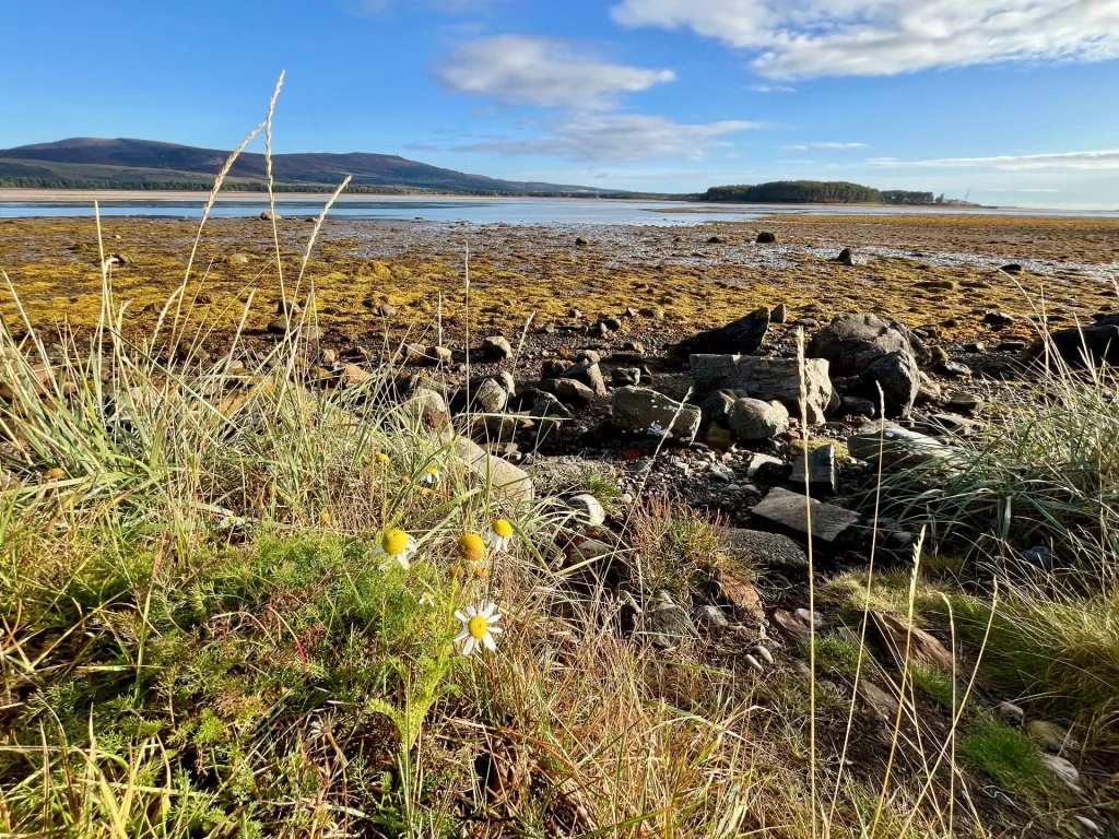 Weiße Wildblumen und Gräser im Vordergrund mit Blick auf die Sandbänke und das blaue Wasser des Loch Fleet.