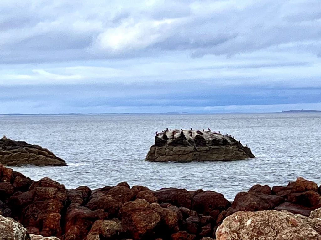 Eine kleine Felsinsel im Meer, auf der zahlreiche Seevögel unter einem grauen Himmel rasten.