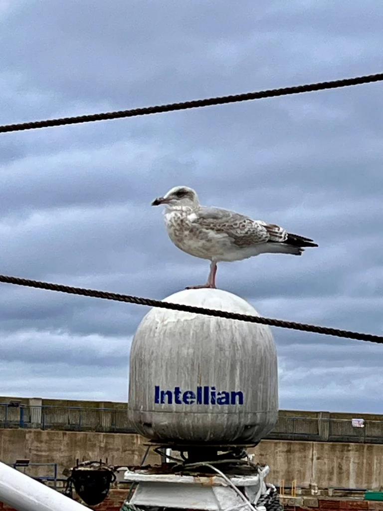 Eine Möwe steht auf einer weißen runden Satellitenantenne (Intellian) eines Schiffes vor grauem Himmel.