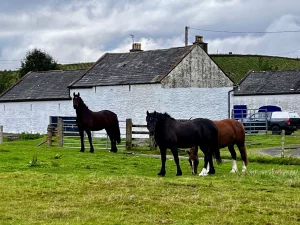 Zwei dunkle und ein braunes Pferd auf einer Koppel vor einem traditionellen, weiß getünchten schottischen Farmgebäude mit grauem Schieferdach.