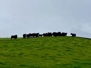 Eine Herde schwarzer Rinder steht silhouettenhaft auf dem Kamm eines saftig grünen Hügels unter einem verhangenen Himmel.