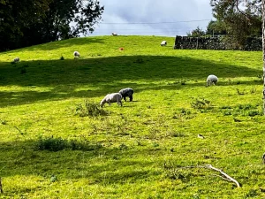 Weiße Schafe grasen friedlich auf einer weitläufigen, sonnenbeschieneren grünen Wiese in der Nähe von Dumfries.