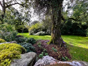 Ein alter, moosbewachsener Baumstamm in einem gepflegten Garten, umgeben von kleinen lila Blumen (Alpenveilchen) und großen, bemoosten Feldsteinen im Vordergrund.