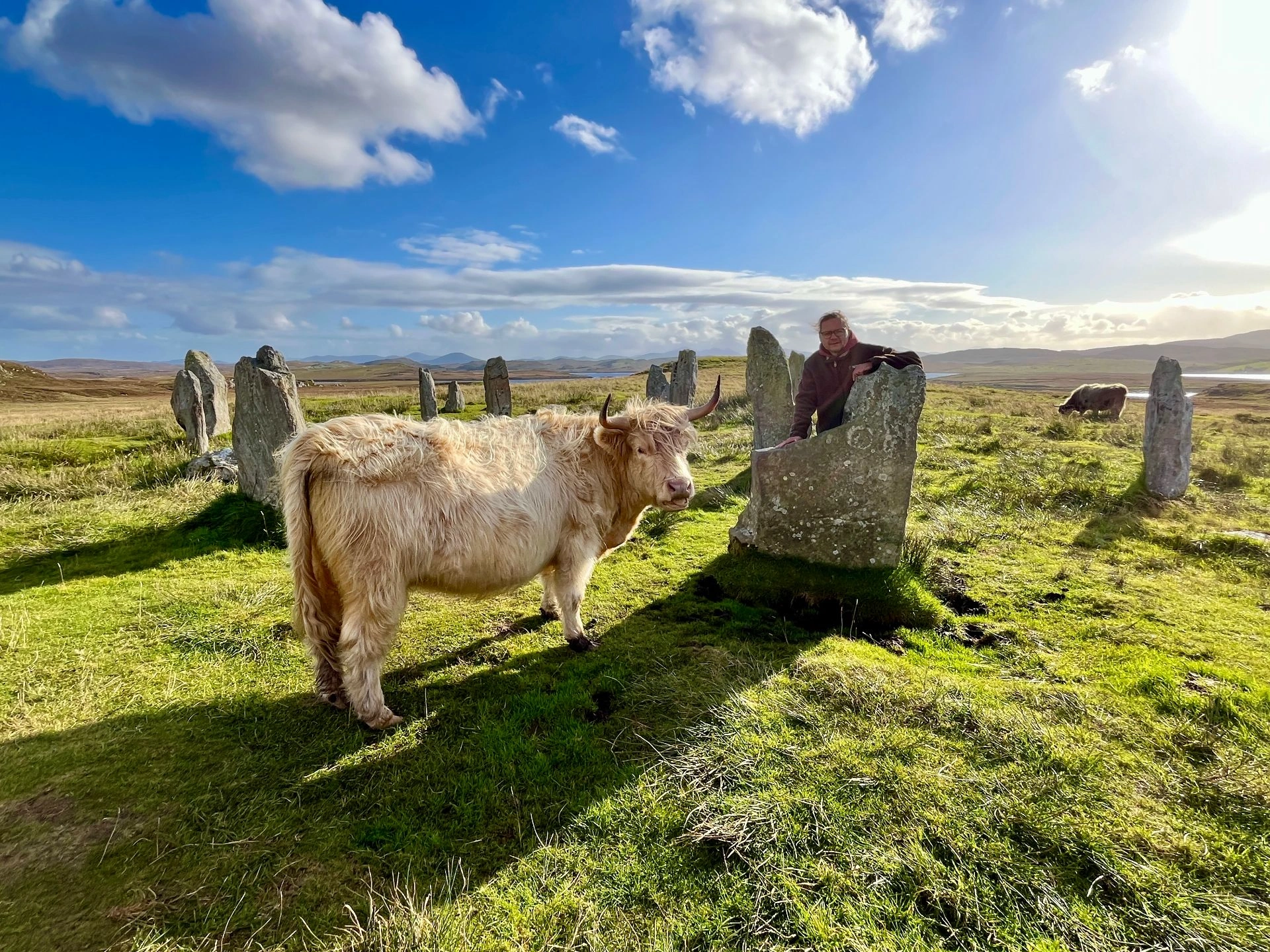 Magisches Callanish III: Wenn Highland Cattles den Steinkreis erobern