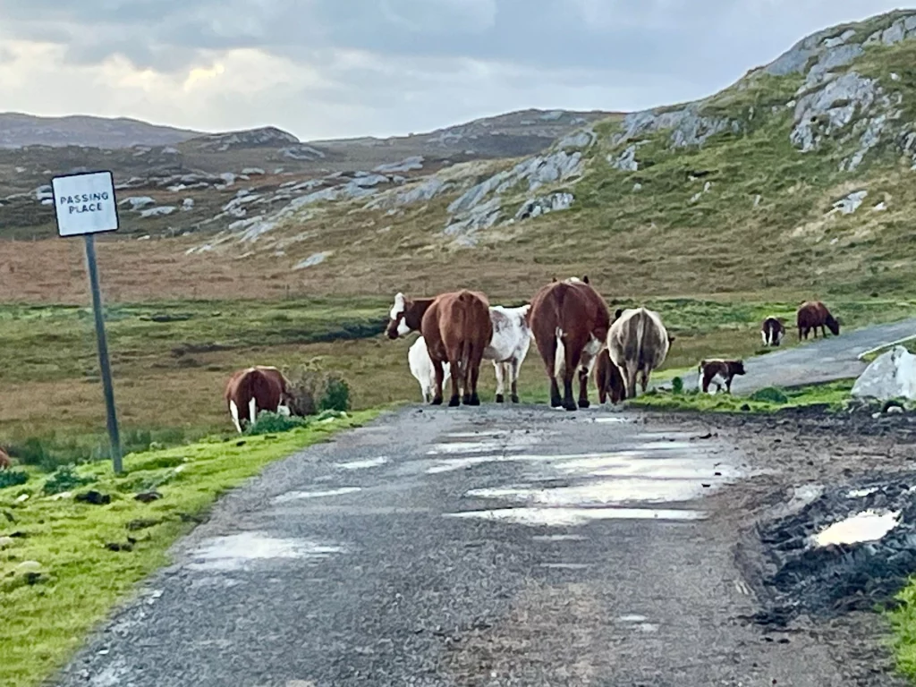 Eine Gruppe braun-weiß gefleckter Kühe und Kälber steht mit dem Rücken zum Fahrzeug mitten auf einer schmalen Asphaltstraße in der kargen Moorlandschaft von Harris. Links am Straßenrand steht ein „Passing Place“-Schild, während die Tiere stoisch den Weg versperren.