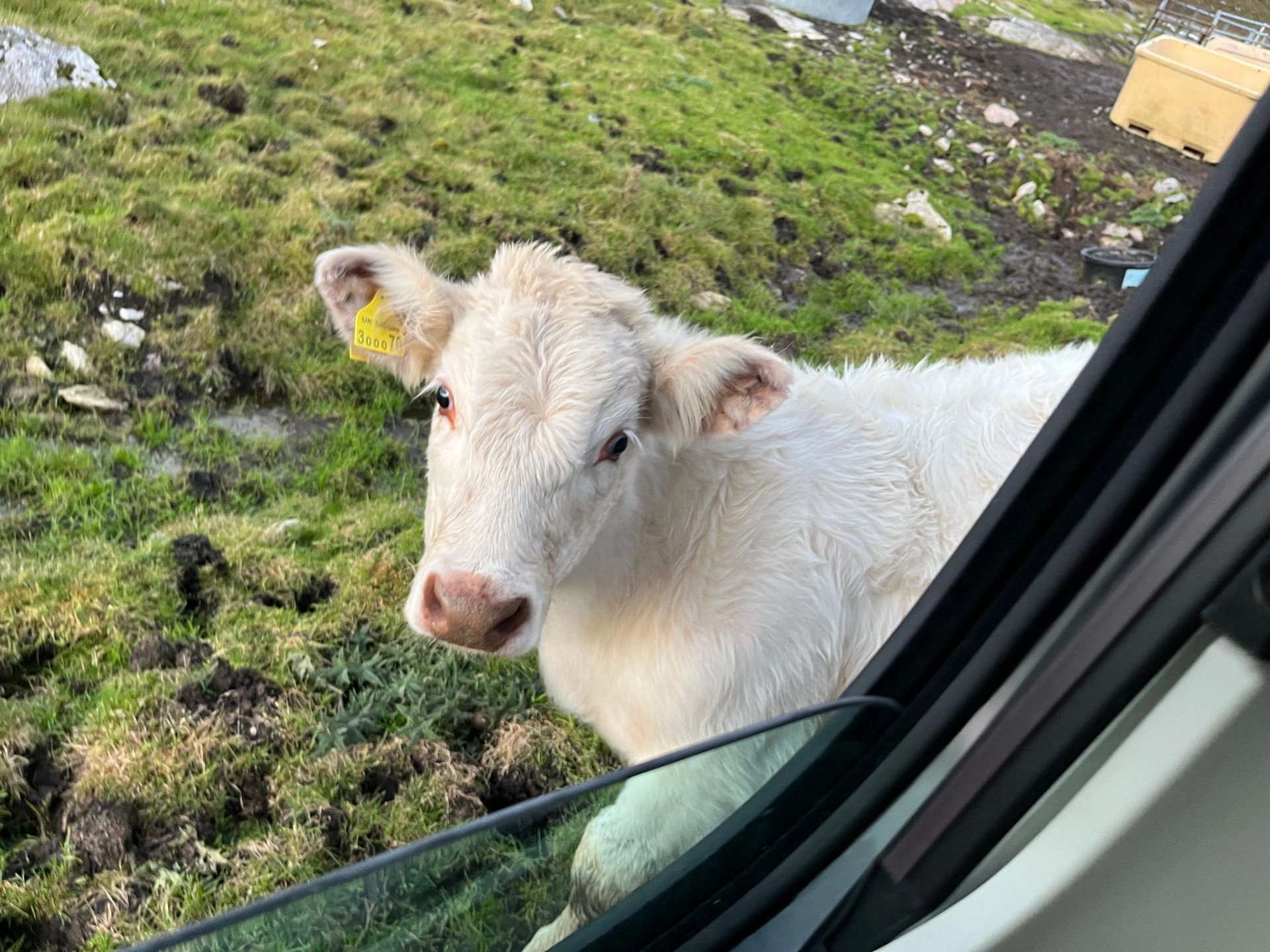 Roadtrip Isle of Harris: Von Adlern, Märchenschlössern und der niedlichsten Straßensperre der Welt
