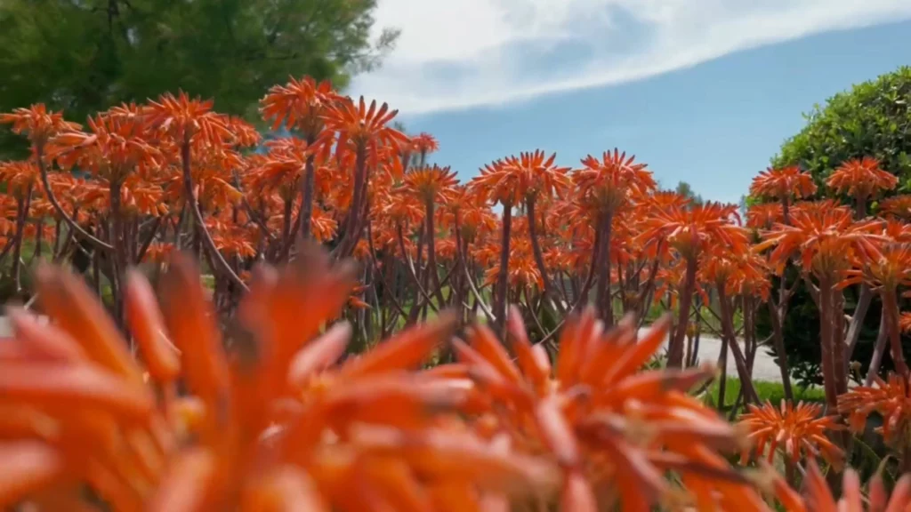 Nahaufnahme eines Meeres aus leuchtend orange-roten, röhrenförmigen Blüten einer Tintenfisch-Aloe (Aloe arborescens) unter leicht bewölktem blauem Himmel.