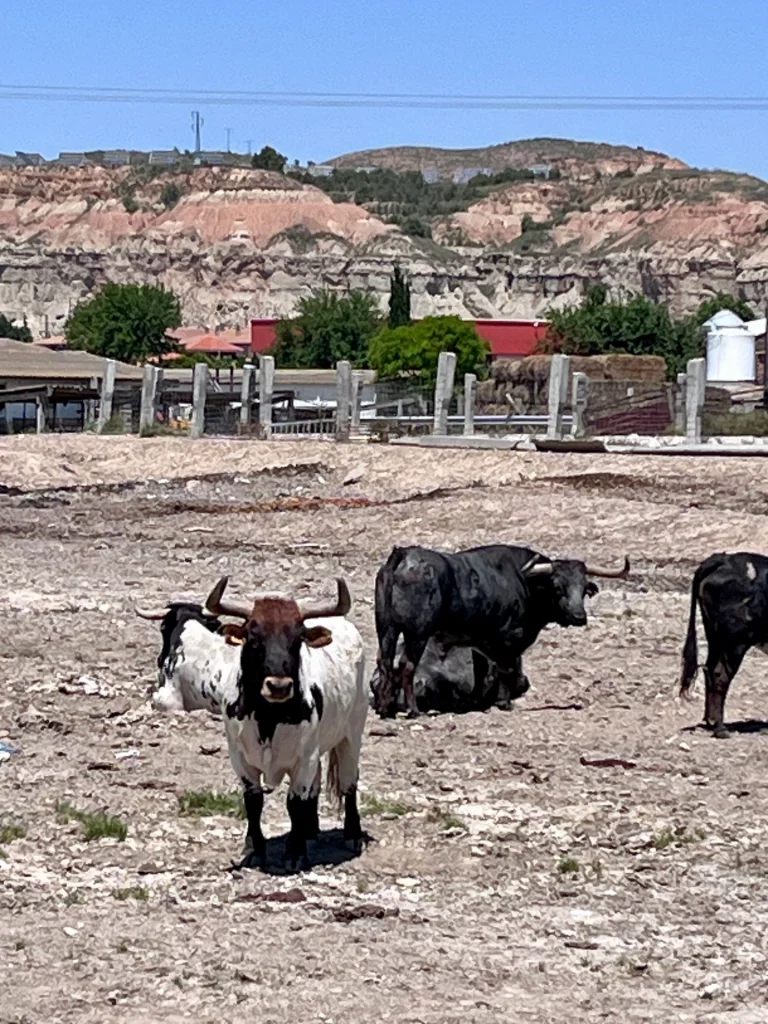 Kampfstiere (Toro de Lidia) auf einer trockenen, steinigen Weide in der Halbwüste Bardenas Reales, Navarra. Der vordere Stier ist weiß-schwarz gescheckt mit braunem Kopf und schaut direkt in die Kamera, der hintere Stier ist komplett schwarz und steht seitlich. Im Hintergrund die markanten, erodierten Felsformationen der Region.