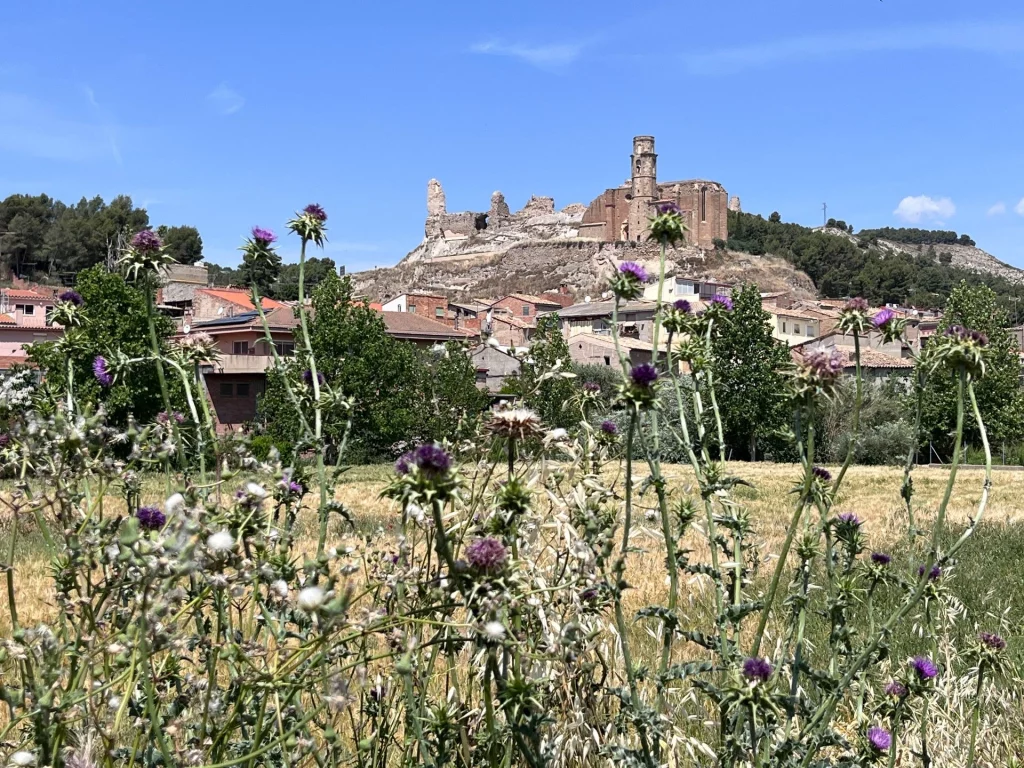 Blick durch blühende, lila Disteln auf ein spanisches Dorf, über dem die historische Burgruine Castelló de Farfanya unter strahlend blauem Himmel thront.