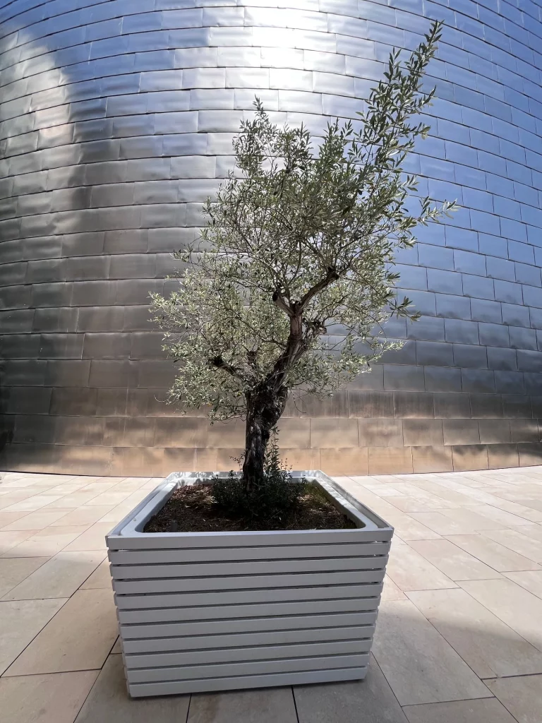 Ein kleiner, grüner Olivenbaum in einem modernen, quadratischen weißen Pflanzkübel vor der glänzenden, geschwungenen Metallfassade des Guggenheim-Museums.