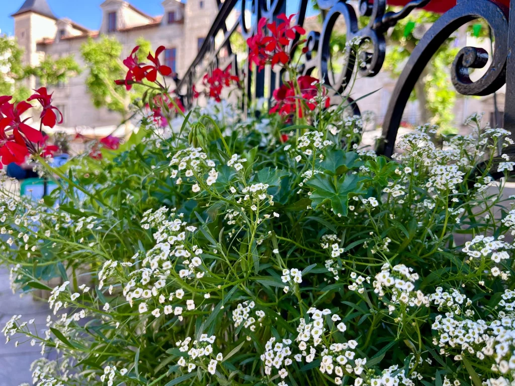 Nahaufnahme von roten Geranien und weißen Blüten in einem Blumenkasten an einem gusseisernen Balkongitter vor historischen Gebäuden.