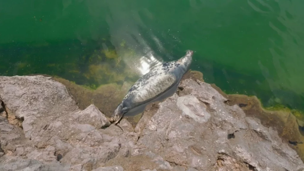 Ein gefleckter Seehund liegt entspannt auf den grauen Felsen direkt am grün schimmernden Meerwasser im Meereszoo der Halbinsel Magdalena.